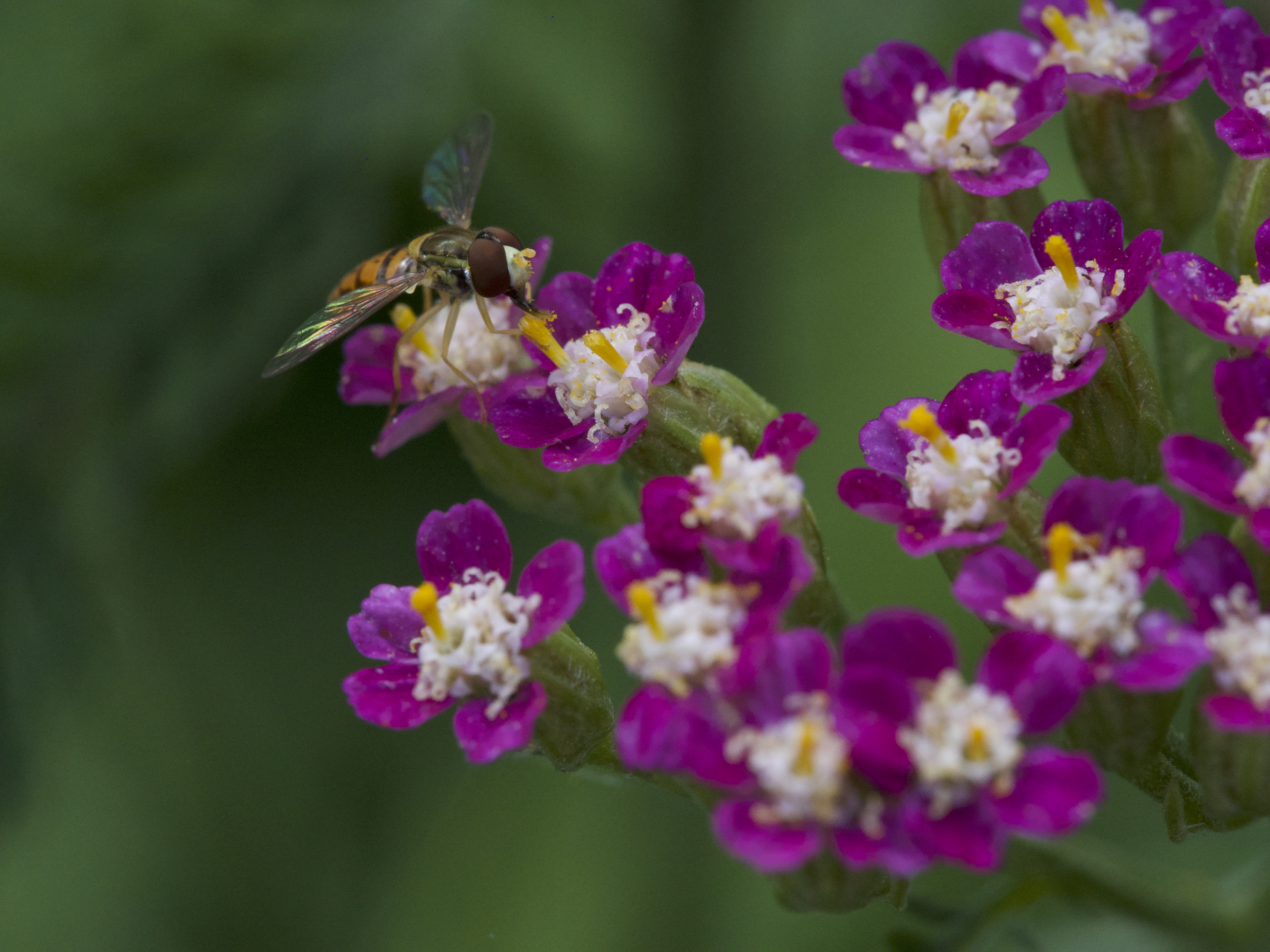 Hover fly