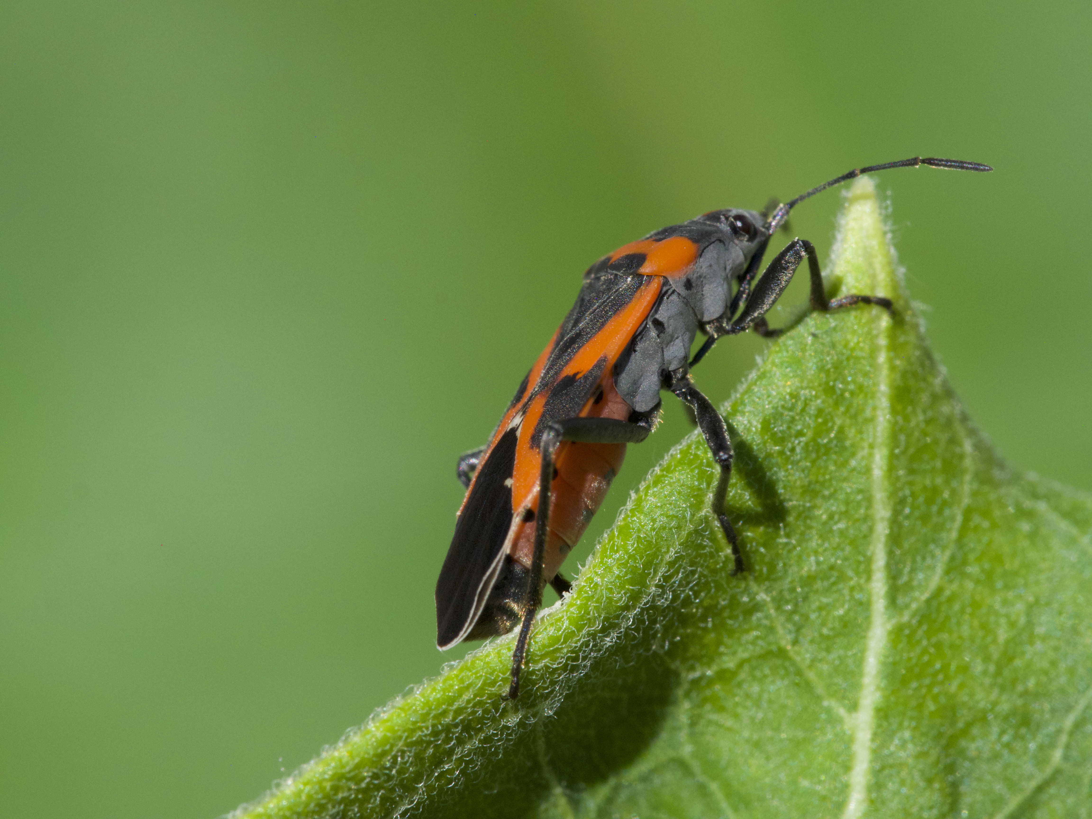 Milkweed Bug
