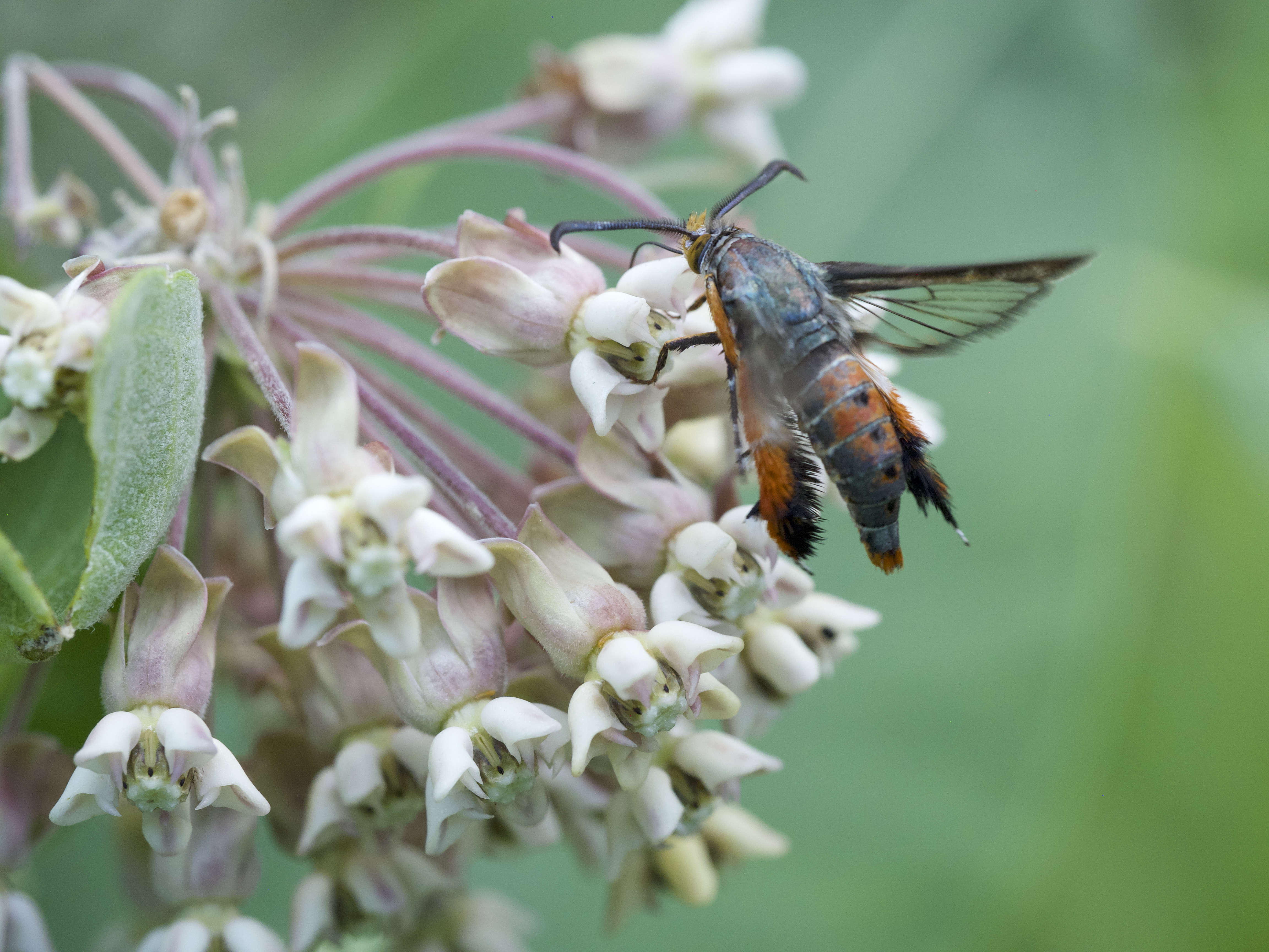 Vine Borer